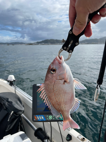 マダイの釣果