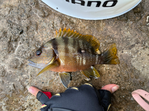 ナミフエダイの釣果