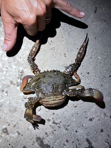 ワタリガニの釣果