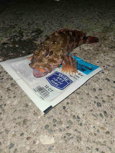 カサゴの釣果