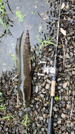 ライギョの釣果