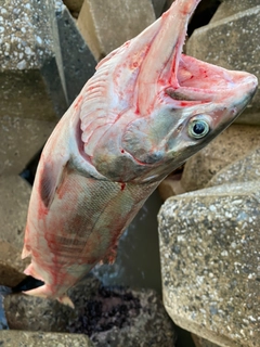 アキアジの釣果