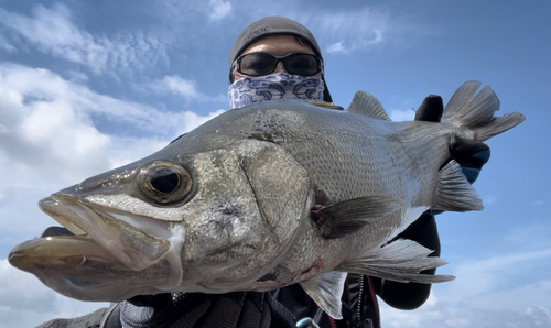 ヒラスズキの釣果