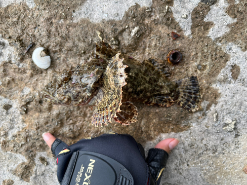 イヌカサゴの釣果