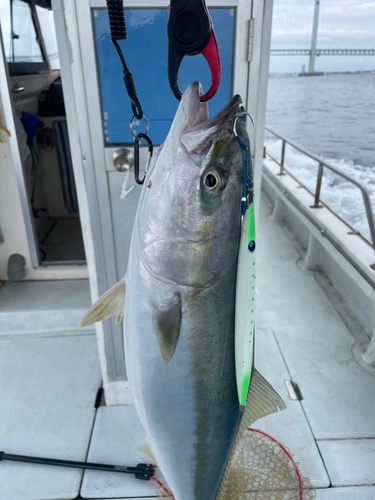 ハマチの釣果