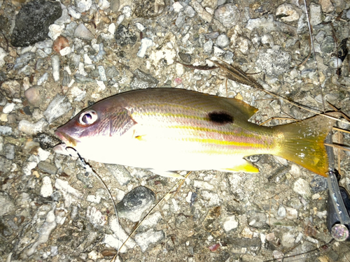 ヤマトビーの釣果