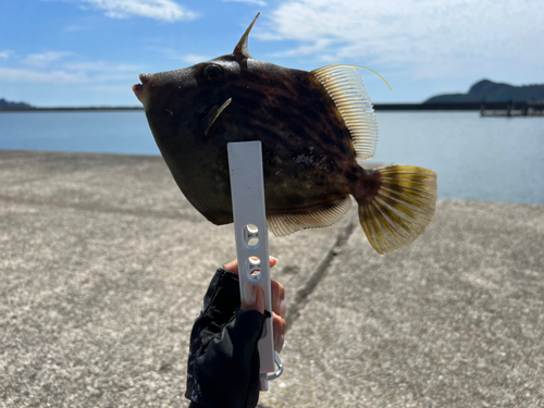 カワハギの釣果