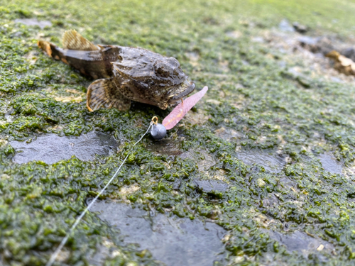 カジカの釣果