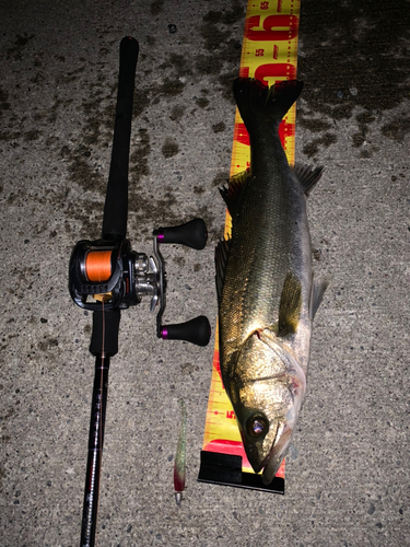 シーバスの釣果