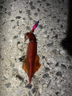 ケンサキイカの釣果