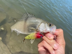 セイゴ（マルスズキ）の釣果