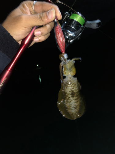 イカの釣果