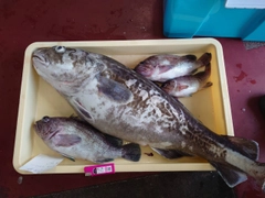 タラの釣果