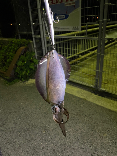 イカの釣果