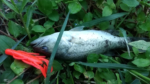 ブラックバスの釣果