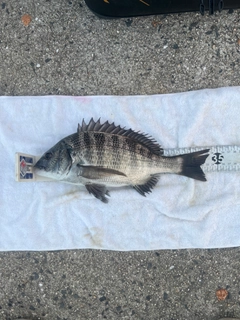 クロダイの釣果