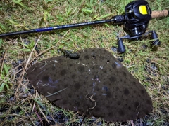 ツバクロエイの釣果