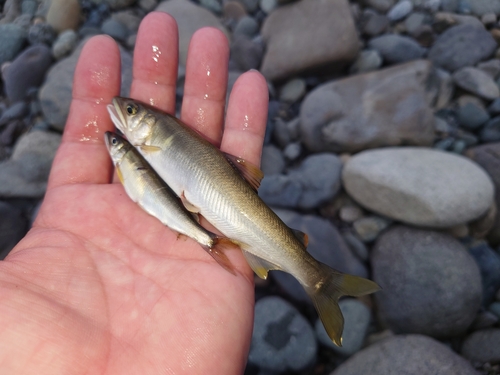 アユの釣果