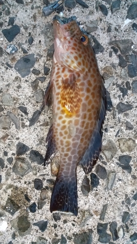 オオモンハタの釣果