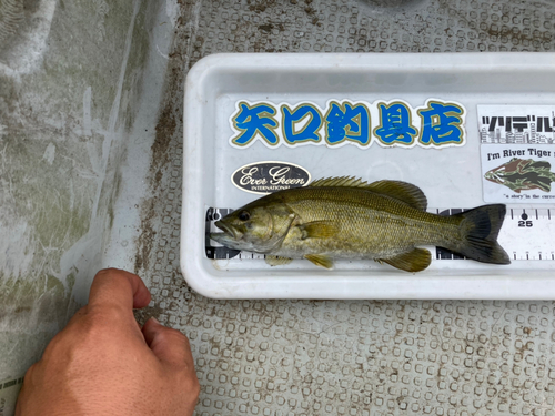 スモールマウスバスの釣果