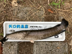 ライギョの釣果