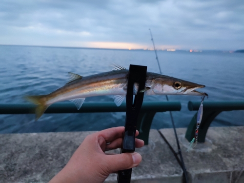 アカカマスの釣果