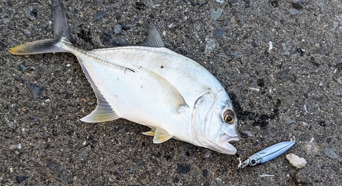 メッキの釣果