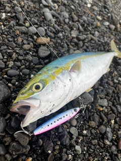 イナダの釣果