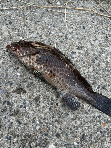 オオモンハタの釣果