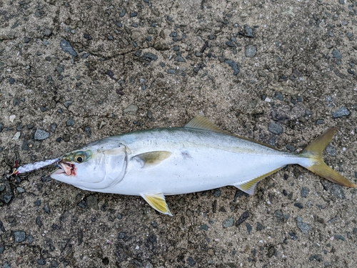 ツバスの釣果