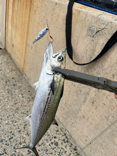 サゴシの釣果