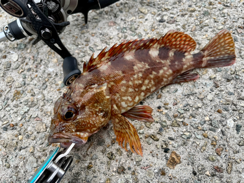 ガシラの釣果