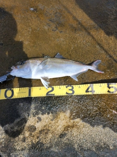 ショゴの釣果