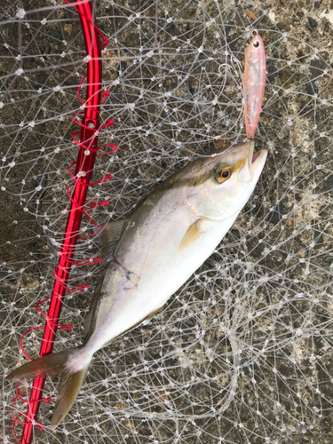 ショゴの釣果