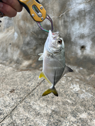 メッキの釣果