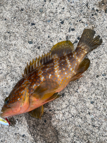 アコウの釣果