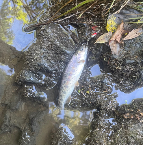 ニジマスの釣果