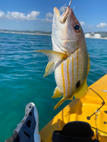 ヤマトビーの釣果