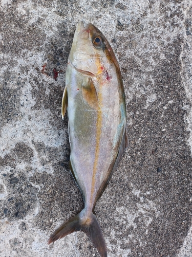 ショゴの釣果