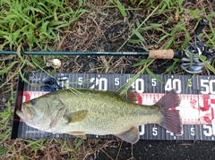 ラージマウスバスの釣果