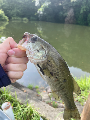 ブラックバスの釣果