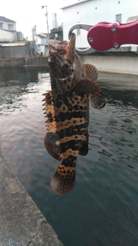 チャイロマルハタの釣果