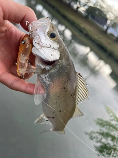 セイゴ（ヒラスズキ）の釣果