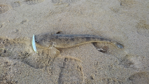 マゴチの釣果