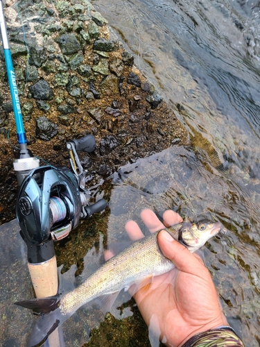 ウグイの釣果