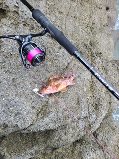 アラカブの釣果