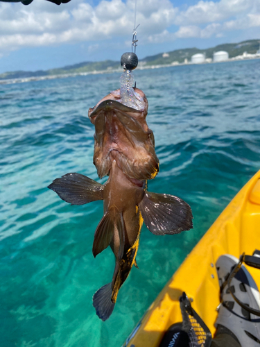 ヤミハタの釣果