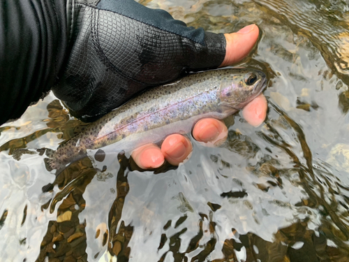 ニジマスの釣果