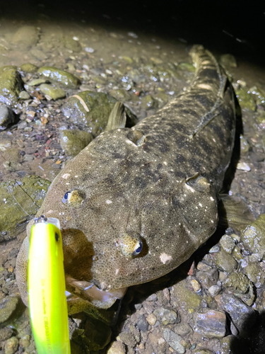 マゴチの釣果