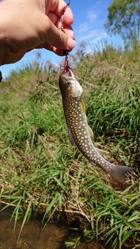 アメマスの釣果